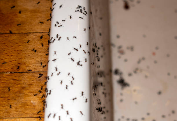 Wildlife Control Services in Kincheloe, MI