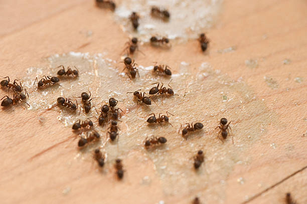 Best Commercial Pest Control Services  in Kincheloe, MI