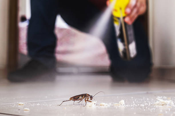 Best Rat Extermination Near Me  in Kincheloe, MI